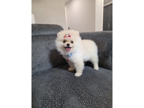 5 aylık pomeranian köpekler