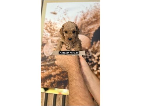 Sevimli ırk toy poodle