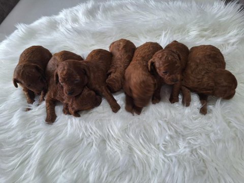 Mersinin tatlı poodle yavruları