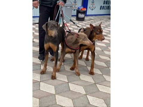 İsabella, blue ve kızıl renk özel eğitimli dobermanlar