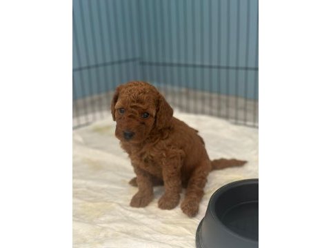 1 dişi ve 1 erkek toy poodle yavrular