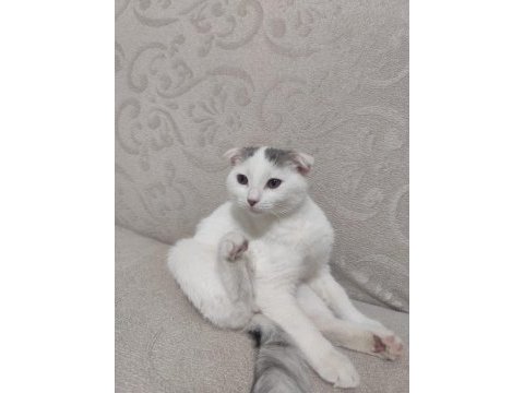 3 aylık scottish fold kedimiz