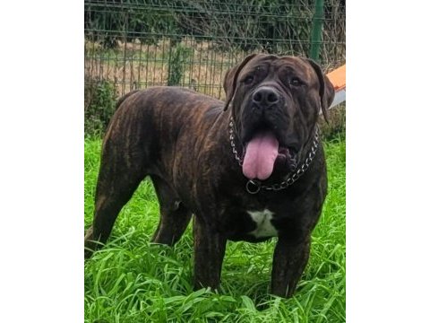 Boerboel güney afrika mastiff