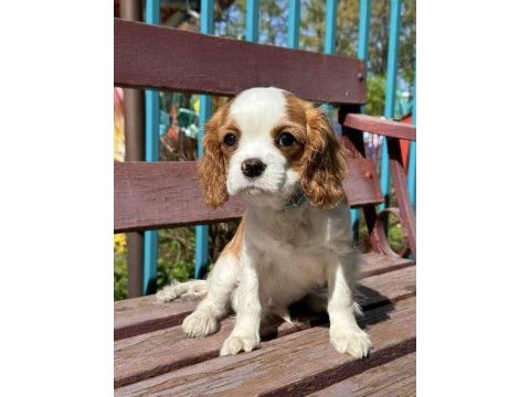 Irk ve sağlık garantili cavalier king charles yavrularım