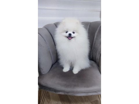 Orijinal pomeranian boo