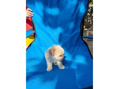 0 numara maltipoo