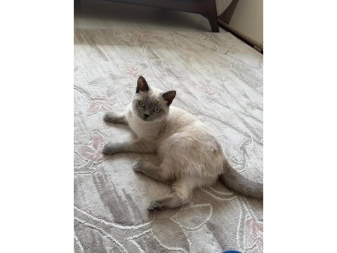 6 aylık shorthair kedimize yuva arıyoruz