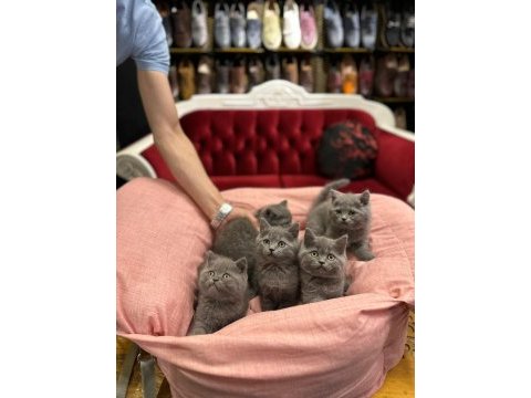 British shorthair