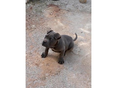 Yavru cane corso