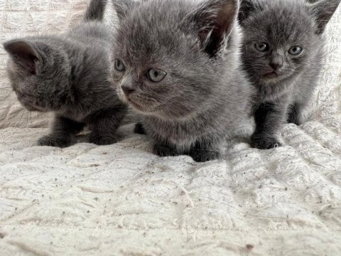 2 aylık british shorthair yavrular sahiplendirilecektir