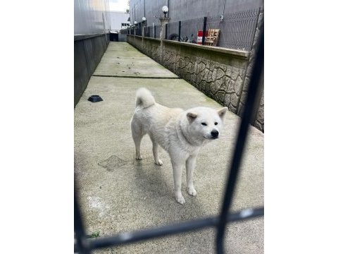 Akita 9 aylik erkek