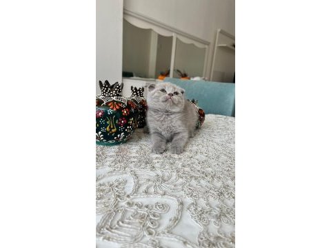 Sağlıklı oyuncu evde büyüyen scottish fold yavrular