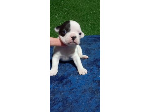 French bulldog yavrumuz