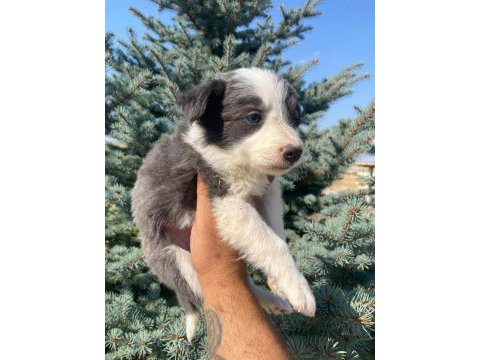 Petmode köpek çiftliğinden border collie yavrular