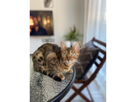 Bengal kedisi tarçına eş aramaktayız