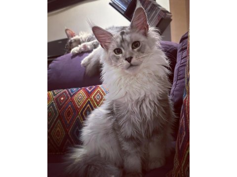 Yalnızca ömürlük tecrübeli ailelere safkan maine coon
