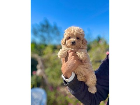 Üst kalite maltipoo bebek köpekler