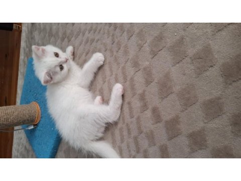 Yeni yuvasına gitmeye hazır dişi british shorthair yavrumuz