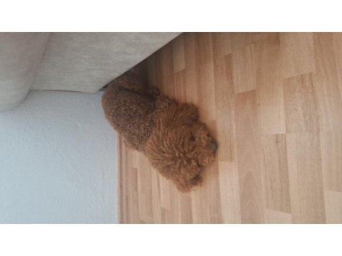 Poodle erkek köpeğimizi çiftleştirme