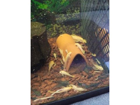 Albino cüce vatoz