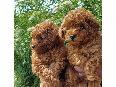 Orjinal ırk garantili toy poodle 