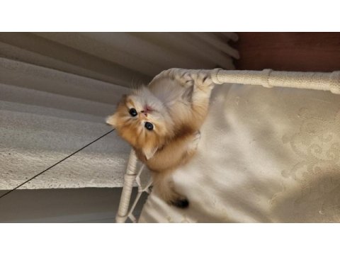 Son golden british longhair erkek