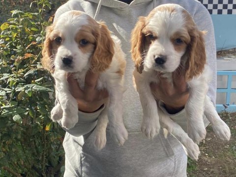 Cavalier king charles yavrular