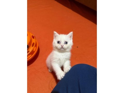 Dünya güzeli british shorthair bebeklerim