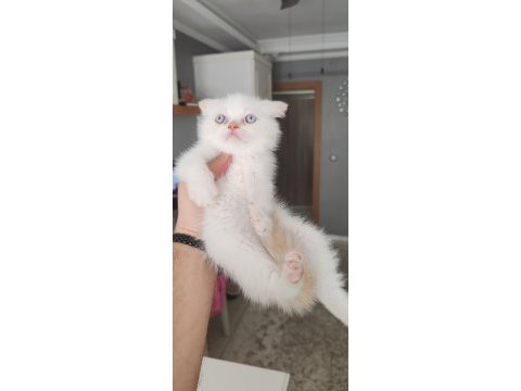 British shorthair kedimiz