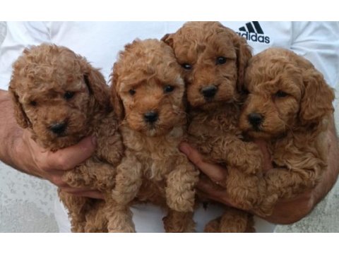 Kaliteli poodle yavrular