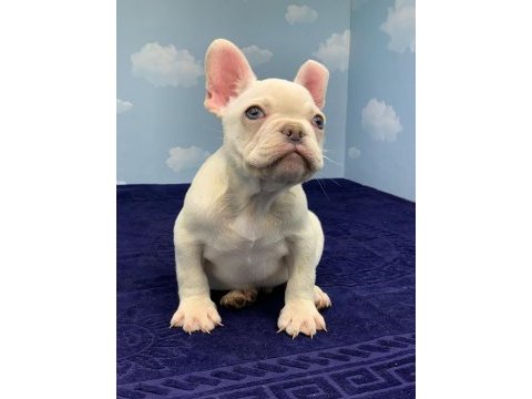 Muhteşem kalite platin french bulldog dişi