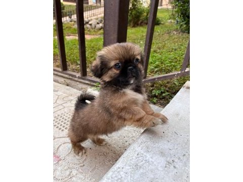 2 aylık erkek pekinez