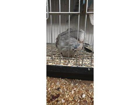 Show jumbo muhabbet kuşu yavrular