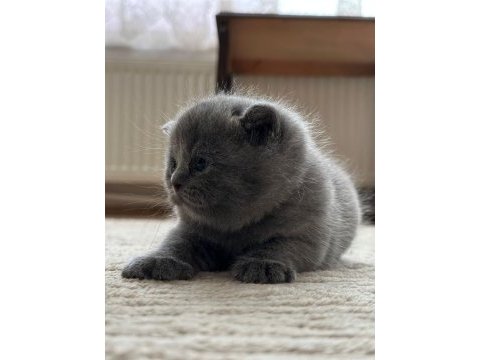 British longhair 2 aylık yavrumuz