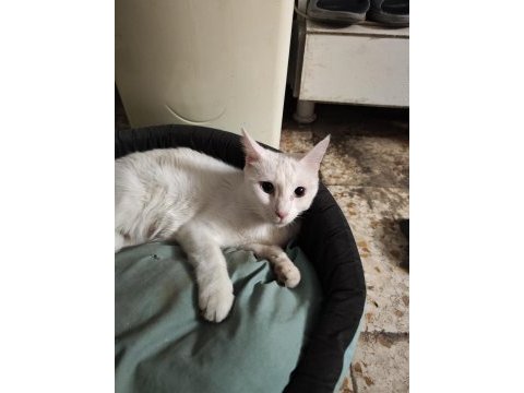 Anne baba van kedisi kendisi siyah kardeşi kırcalli