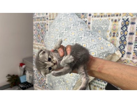 Scottish fold yavrular sahibini bekliyor