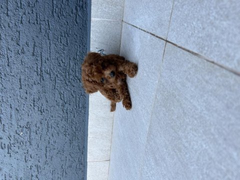 5 haftalık kore poodle
