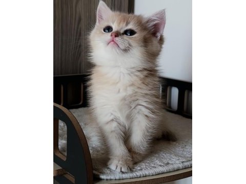 Lilac golden erkek yavru kedimiz