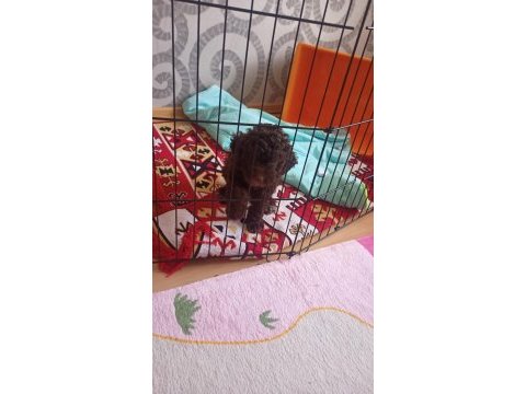Lagotto romanglo