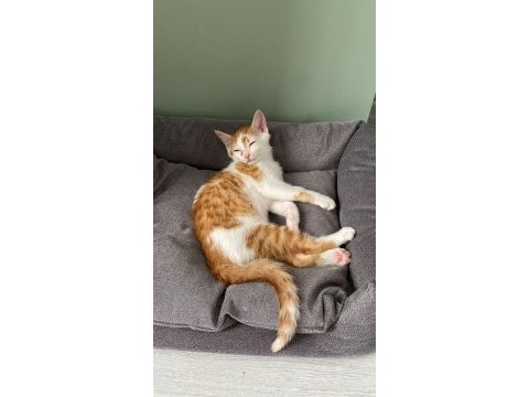 Kedimiz lokuma ev arıyoruz