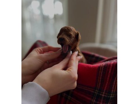 A kalite red brown toy poodle yavrular