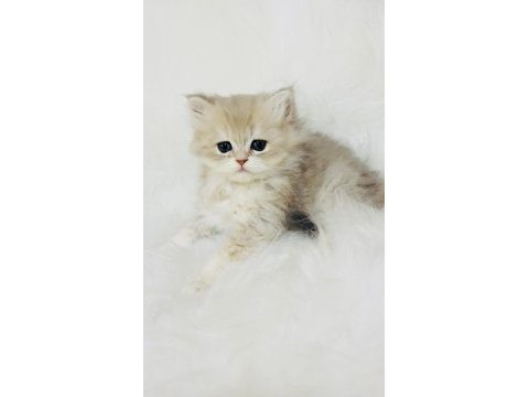 Blh ay 11 erkek yavru british longhair
