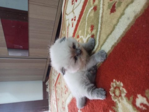 Scottish fold blue point yavrumuz