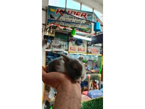 Cins bebek tavşanlar