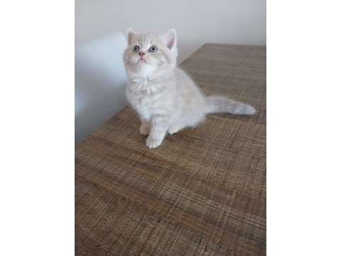 British shorthair 2 aylık dişi