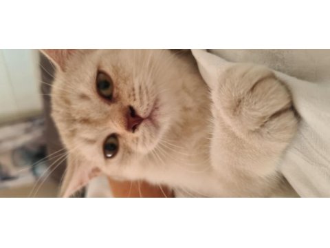 Dişi yavru british shorthair bursa