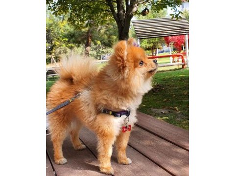 Oğluma eş arıyorum pomeranian boo