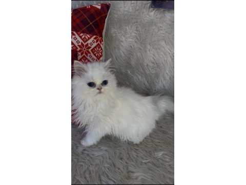 British longhair mavi göz dişi bebek