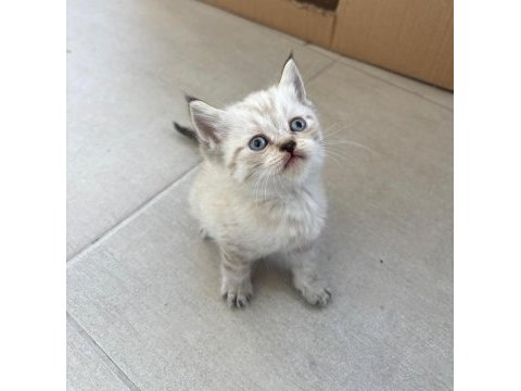 Birbirinden güzel british shorthair bebeklerimiz