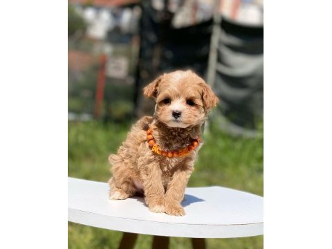 Sevimli maltipoo yavrular
